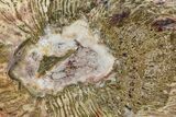 Petrified Horsetail (Calamites) From Madagascar - Rare! #74147-3